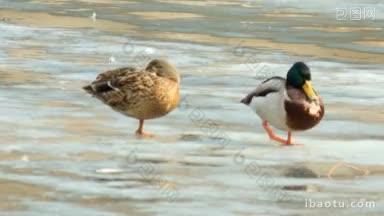 几只<strong>鸭子</strong>站在湖上融化的冰上